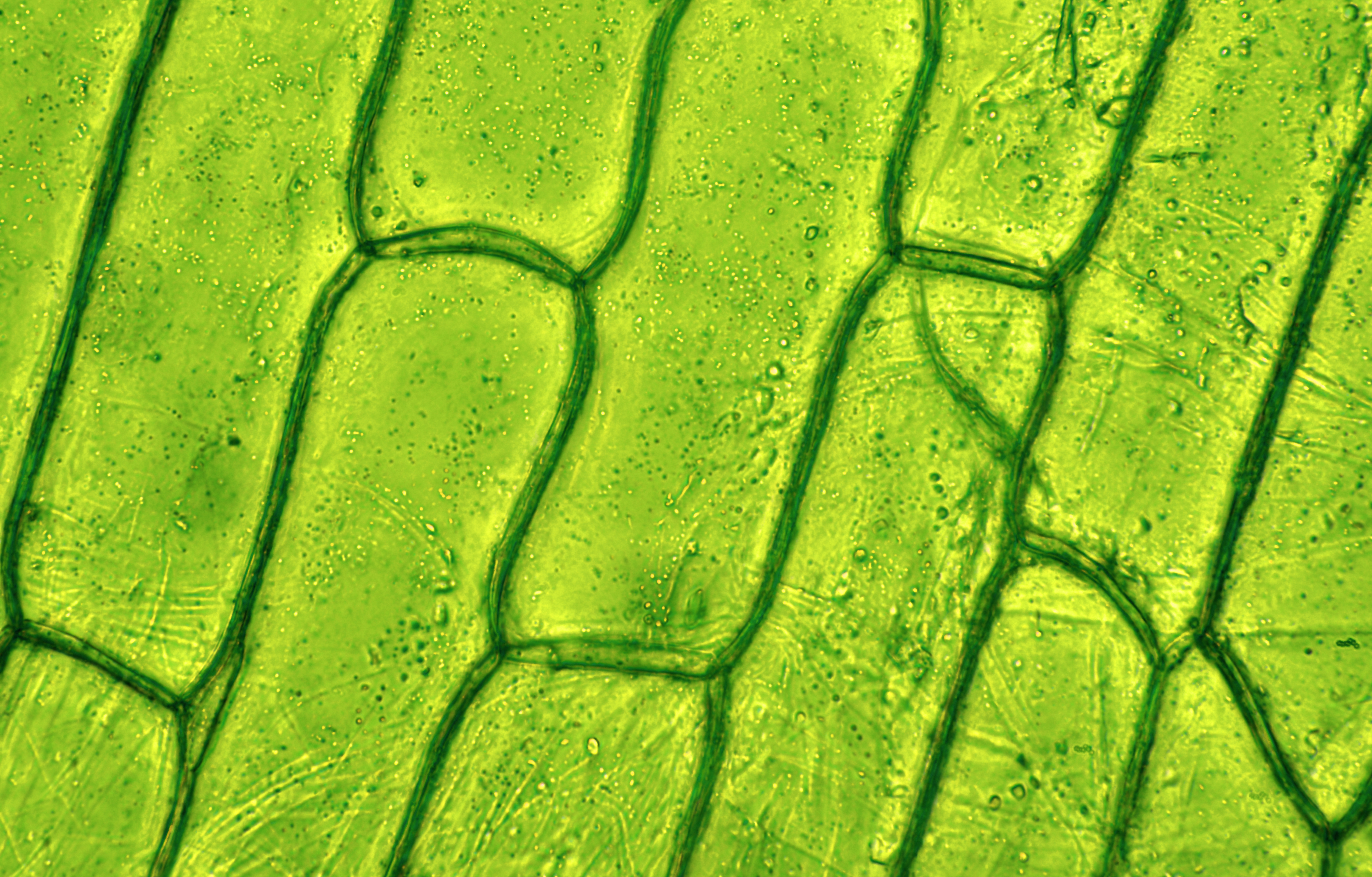 How plant cells neutralize the potential for selfharm